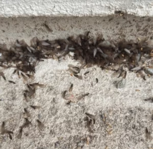 İzmir karınca ilaçlama hizmeti için profesyonel ekip ve jel yemleme uygulaması