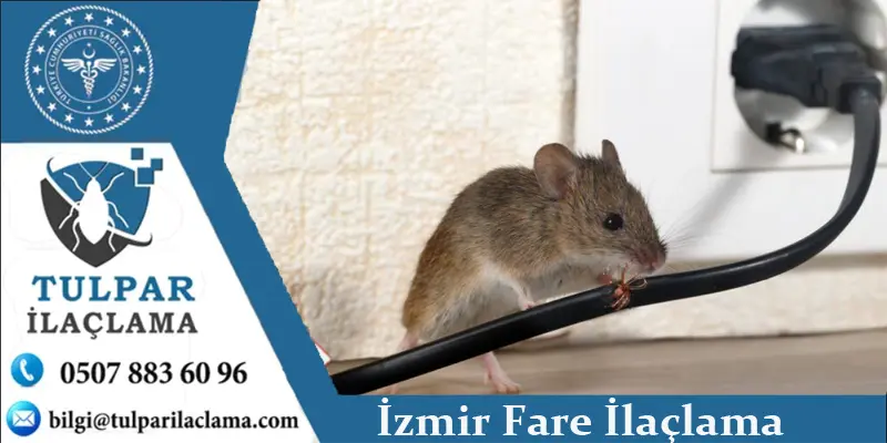 İzmir fare ilaçlama hizmeti için kilitli yem istasyonu ve yapışkan tuzak uygulaması