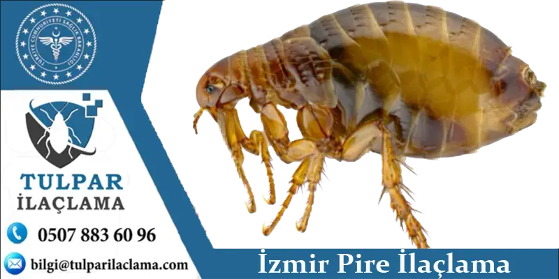 İzmir pire ilaçlama – ULV sisleme ile pire yumurta, larva, koza ve yetişkin evrelerinin tamamı yok edilir