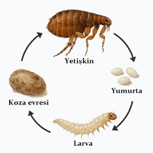 İzmir pire ilaçlama – pire yaşam döngüsü (yumurta, larva, koza, yetişkin)