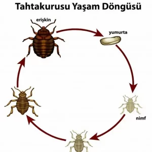 İzmir Tahta Kurusu İlaçlama 2 İzmir Tahta Kurusu İlaçlama