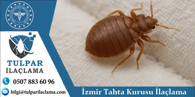 İzmir Tahta Kurusu İlaçlama 1 İzmir profesyonel tahta kurusu ilaçlama hizmetleri